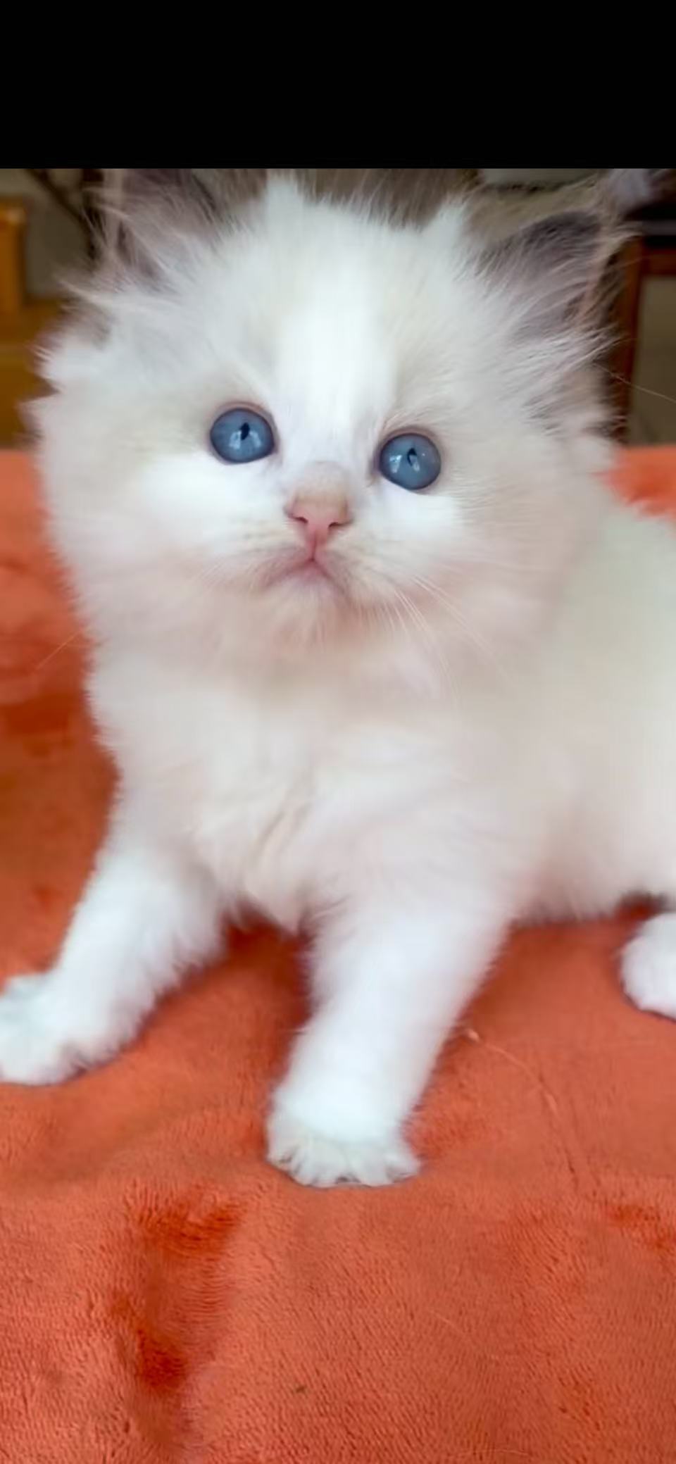Meet Bubbles